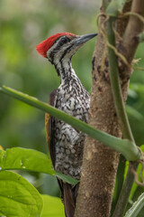 The common flameback (Dinopium javanense), also referred to as the common goldenback