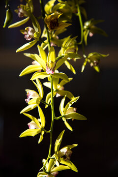 Coelogyne lentiginosa. Yellow orchid. Pleione lentiginosa. A branch of a yellow orchid on a dark background