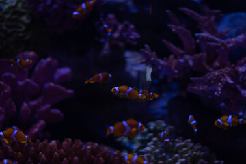 A group of clownfish, with their iconic orange and white patterning, flit through the purple hues...