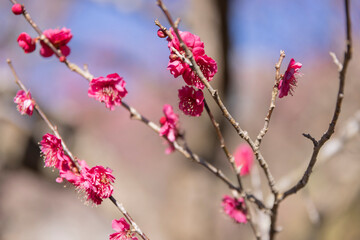 Red plum flowers at Atami plum park in Shizuoka daytime