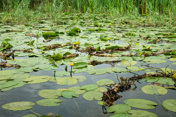 Water lily on Danube Delta. Water flowers of Danube. Wild flowers. White and yellow lotus 