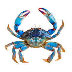 Blue crab close up. View from above. Isolated on a transparent background.