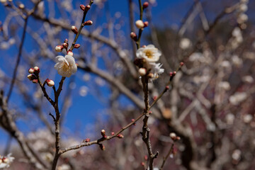 White plum flowers at Atami plum park in Shizuoka daytime close up