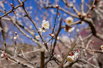 White plum flowers at Atami plum park in Shizuoka daytime close up