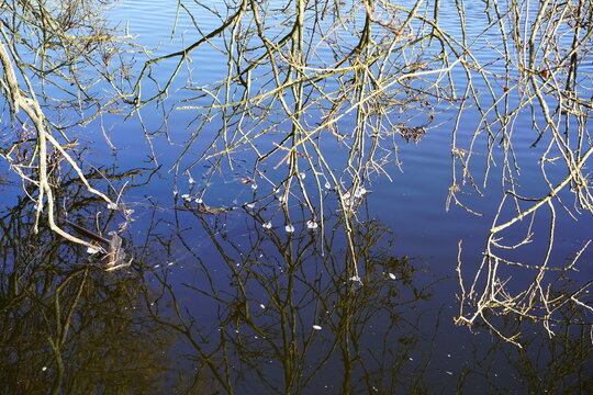 Zweige eines Baums mit Eisringen &uuml;ber dem blauen Wasser eines Flusses bei Sonnenschein