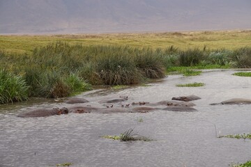 african wildlife, hippos, pond, grassland