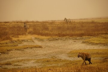 african wildlife - zebras, hyena, grassland, sandstorm