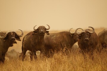 african wildlife, buffaloes, grassland, sandstorm, close