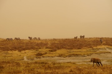 african wildlife - zebras, hyena, grassland, sandstorm
