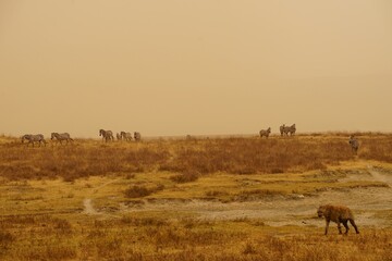 Fototapeta premium african wildlife - zebras, hyena, grassland, sandstorm