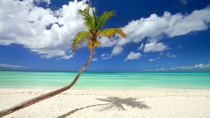 tropischer Strand mit gebogener Palme - obrazy, fototapety, plakaty