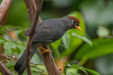 Fototapeta premium The chestnut-capped laughingthrush (Pterorhinus mitratus), also known as the spectacled laughingthrush, is a species of bird in the family Leiothrichidae