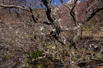 Fototapeta premium White plum flowers at Atami plum park in Shizuoka daytime