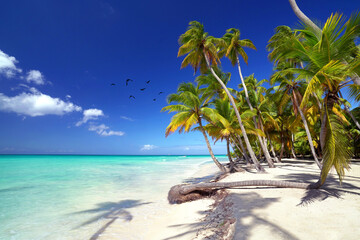 Palmen an der Karibikküste