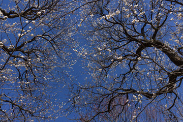 White plum flowers at Atami plum park in Shizuoka daytime