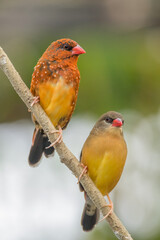The red avadavat (Amandava amandava), red munia or strawberry finch, is a sparrow-sized bird of the family Estrildidae