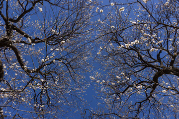 White plum flowers at Atami plum park in Shizuoka daytime