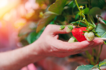 Obraz premium Worker harvesting fresh strawberries on vertical hydroponic farm in greenhouse plants, led violet lights