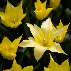 Obraz premium Yellow tulips. Yellow and green floral background. Elegant flowers of tulips. Bright flowers pattern, design, texture