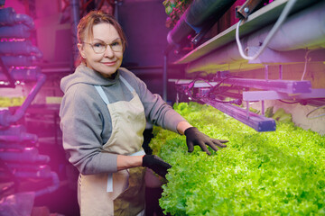 Woman worker in apron control fresh organic basil on greenhouse plants with vertical hydroponic lettuce farm, led violet lights.