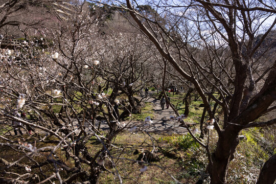 White plum flowers at Atami plum park in Shizuoka daytime
