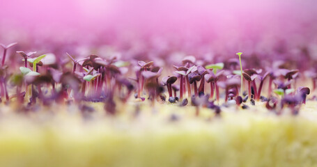 Macro young basil sprouts are grown for vertical hydroponic farm in greenhouse plants, led violet lights. Agriculture for future food banner