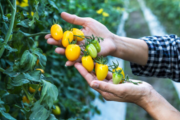 hands of gardener picking cherry tomatoes on vine in garden