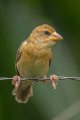 The streaked weaver (Ploceus manyar) is a species of weaver bird found in South Asia and South-east Asia