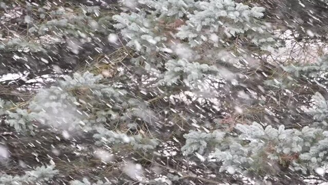 Snowstorm and Evergreen Tree
