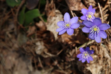 photography, non-urban, nature, springtime, blue, liverwort, forest, horizontal, purple, no people, close-up, closeup, spring, hepatica, blooming, beauty, uncultivated