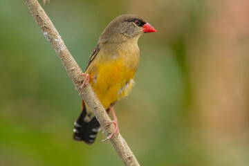 Fototapeta premium The red avadavat (Amandava amandava), red munia or strawberry finch, is a sparrow-sized bird of the family Estrildidae