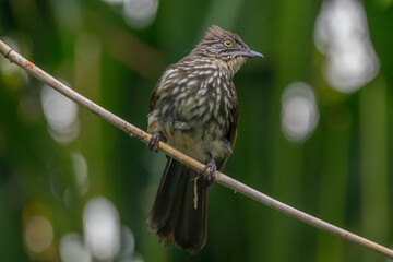The Javan fulvetta (Alcippe pyrrhoptera) is a species of bird in the family Alcippeidae. It is endemic to Indonesia