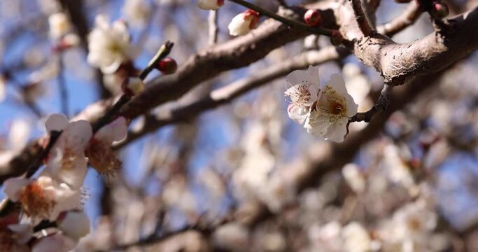White plum flowers at Atami plum park in Shizuoka daytime close up handheld