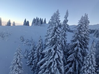 snow covered trees