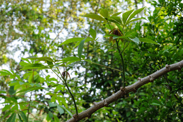 Green casava leaves.