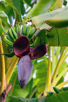 Musa acuminata with inflorescence. Deep red purple banana blossom on tree in family Musaceae. Big petal of banana flower bud with green leaf background. Tropic and new life concept for natural design
