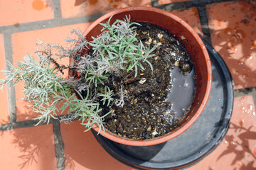 top view of plant in wet pot freshly watered with clean water