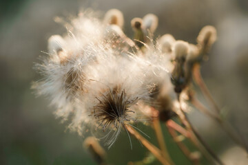 Close-up of dry thistle flowers. Selective focus.