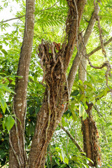Weeds creeping up the trees. parasite plants. Plant maintenance concept.