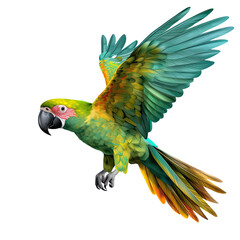 Fototapeta premium Gracefully flying parrot isolated on transparent background