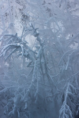 Photo. Vertical. Winter landscape. Fantastic looking trees and bushes covered with snow and frost on a frosty day.