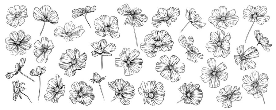 Large set of various cosmea flowers. Hand draw vintage flowers on a white background. Vector floral clipart..