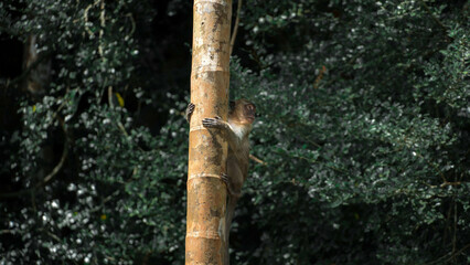 Fototapeta premium Macaque sur un bambou