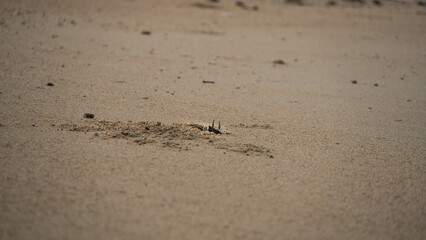Un crabe sort de son trou sur la palge