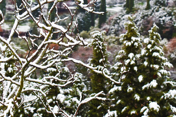 Albero carico di neve, Toscana