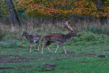 Damwild im Herbst während der Brunft	