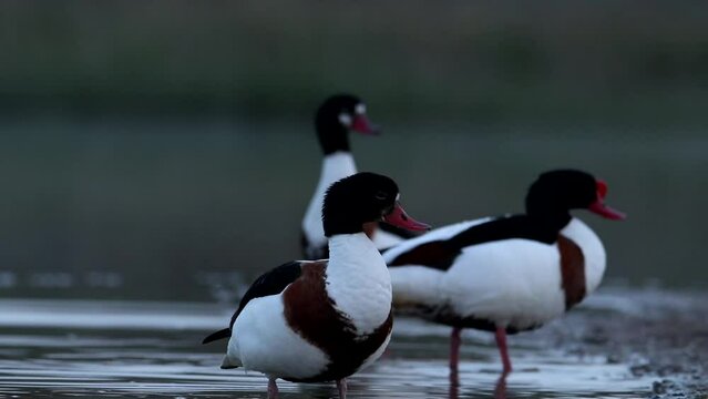 Three piebald birds are standing on the shore of the bay and cleaning their feathers. The video shows a male and a female. Common shelduck duck videos