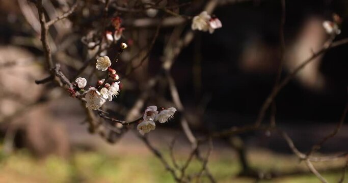 White plum flowers at Atami plum park in Shizuoka daytime handheld shot