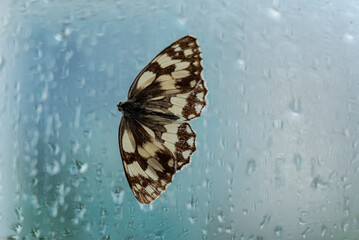 Der Schmetterling Schachbrett Melanargia galathea an einer verregneten Fensterscheibe.