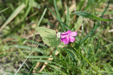 Common brimstone butterfly (Gonepteryx rhamni) sitting on pink flower in Zurich, Switzerland